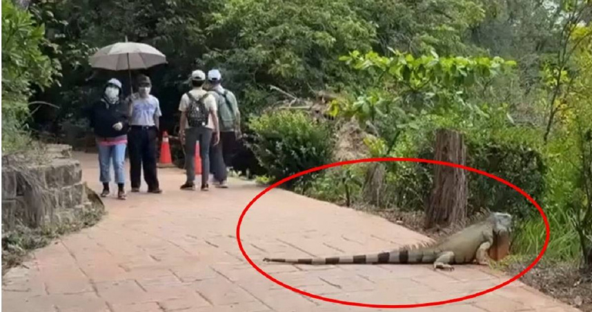 巨型綠鬣蜥體型龐大且對人類毫無畏懼，讓路過民眾不禁停下腳步。（圖／翻攝自臉書／Joby）