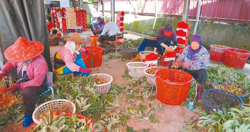 高雄農友張忠雄雇用10名工人採收荔枝，這採果團隊中，幾乎全由高齡長輩撐場。（圖／中國時報林雅惠攝）