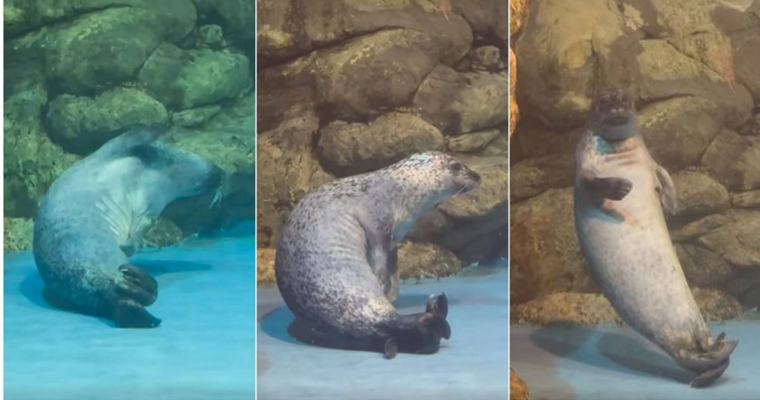 海豹「夏綠蒂」抓癢的模樣引起網友熱議，牠發現有攝影機在拍後，一臉淡定的模樣（右）更笑翻一票人。（圖／翻攝自臉書／屏東國立海洋生物博物館）