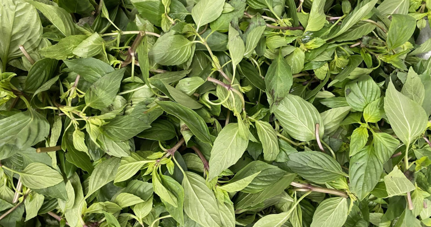 九層塔。（示意圖／photoAC）