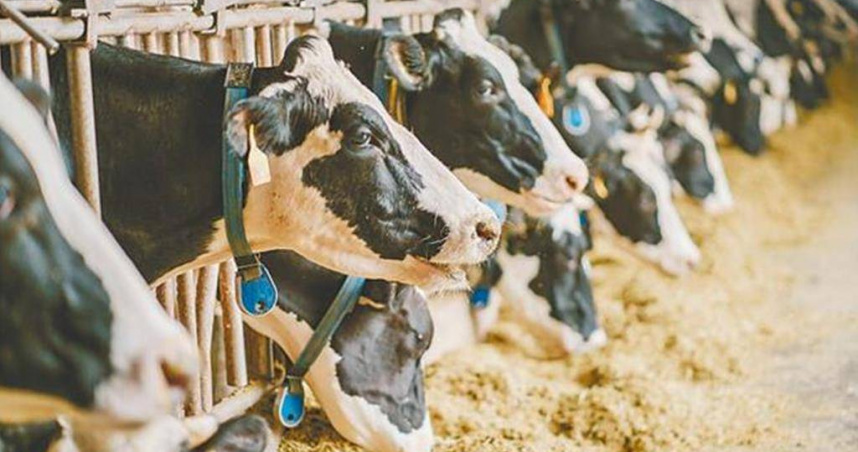 本土鮮奶品質相當優質，然而礙於氣候環境等影響，生產成本也相對國外高，連帶提升零售價格，因此如何讓本土鮮奶價格下降，便是各界努力方向。（圖／報系資料照）