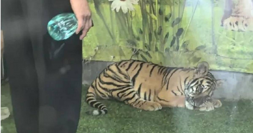 山東諸城市動物園強迫老虎「營業」。（圖／翻攝瀟湘晨報現代快報）