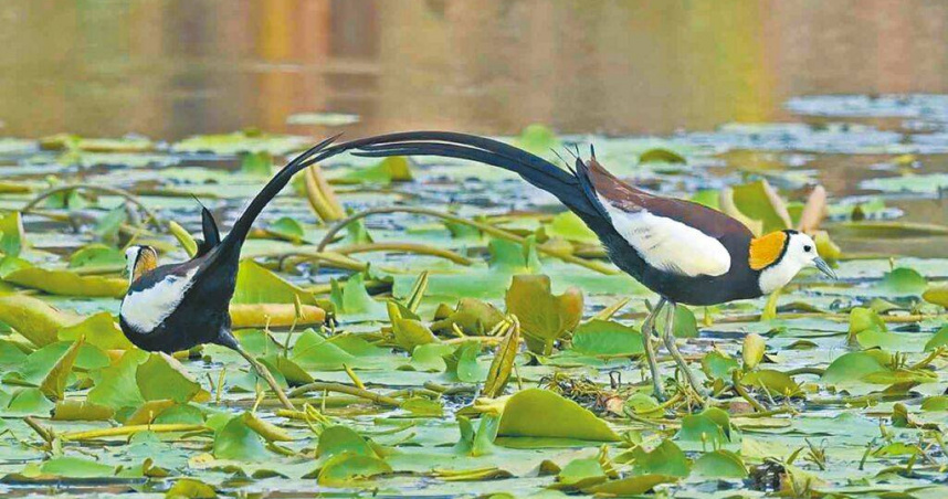 2公1母水雉住進「浮地」，成林業及自然保育署嘉義分署公私協力復育棲地的最佳展現。（圖／嘉義縣野鳥學會陳建樺提供／中國時報呂妍庭嘉義傳真）