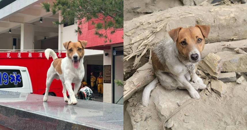 搜救犬Wilson殉職爆虐狗疑雲　消防局水化留完整骨骸：無受虐裂痕