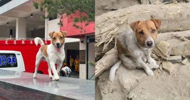 花蓮搜救犬Wilson訓練時墜樓死亡。（圖／翻攝自臉書，花蓮搜救犬隊～ｗｈｆ犬客）