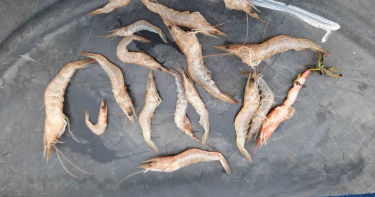 七十萬白蝦暴斃 新北動保處疑暴雨是主兇