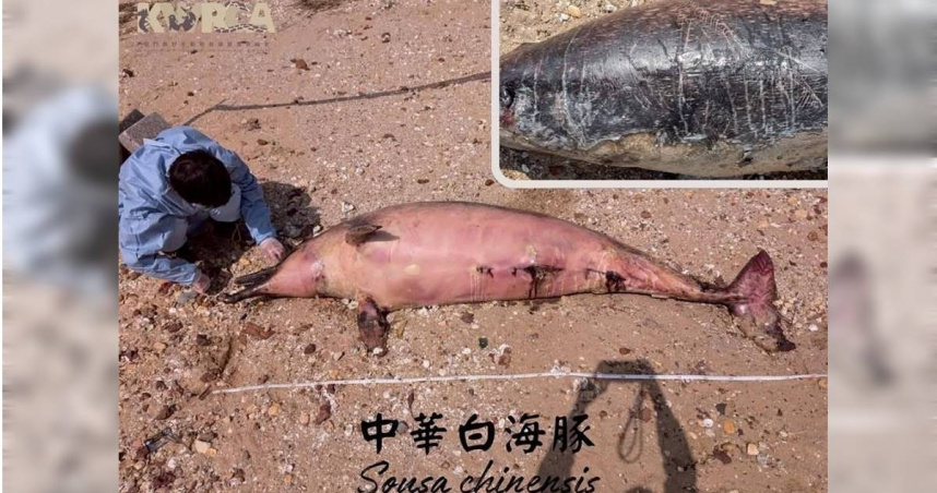 金門后沙海域今（26）日發現1隻素有「媽祖魚」之稱的中華白海豚死亡案例。（圖／翻攝自金門野保協會臉書）
