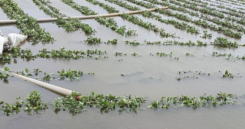 彰化埤頭45歲江姓青農冒雨搶救農作物時疑因抽水機漏電觸電身亡。（示意圖／報系資料照）