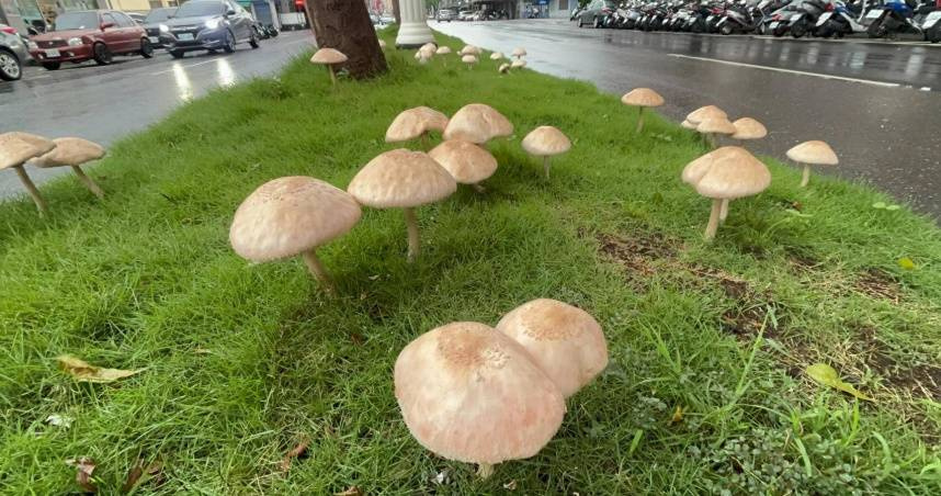 連日暴雨，高雄馬路中央分隔島長出菇類。（圖／Threads／@khinmap.tw）