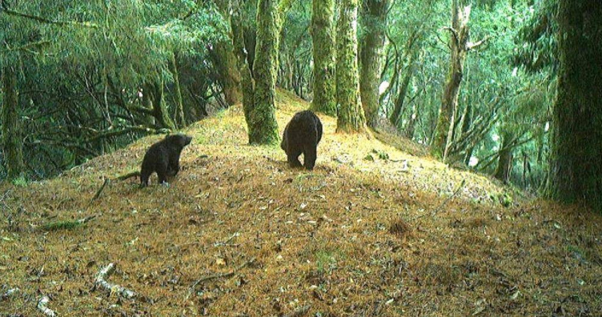 黑熊母子身影。（圖／翻攝畫面）