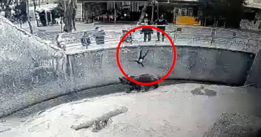 冷血母三年前曾將女兒丟進熊籠，三年後又持刀刺死她。（圖／翻攝自社群網站X @FranceEterne）