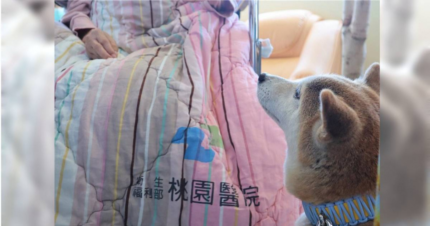 為響應「世界安寧日」（World Hospice and Palliative Care Day），衛生福利部桃園醫院安寧病房特別舉辦動物輔助治療與藝術治療活動，邀請病人、家屬及安寧團隊共同參與，讓愛與關懷在病房中流動，在溫馨氛圍裡體驗陪伴與療癒的力量。（圖／桃園醫院提供）