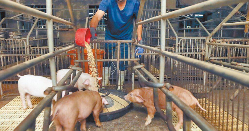 用廚餘餵豬的案場約占全台豬場的8％，農業部目前未考量全面禁止廚餘餵豬。圖為一處以飼料養豬的養豬場內，豬農正在餵食豬隻。（圖／本報資料照片）