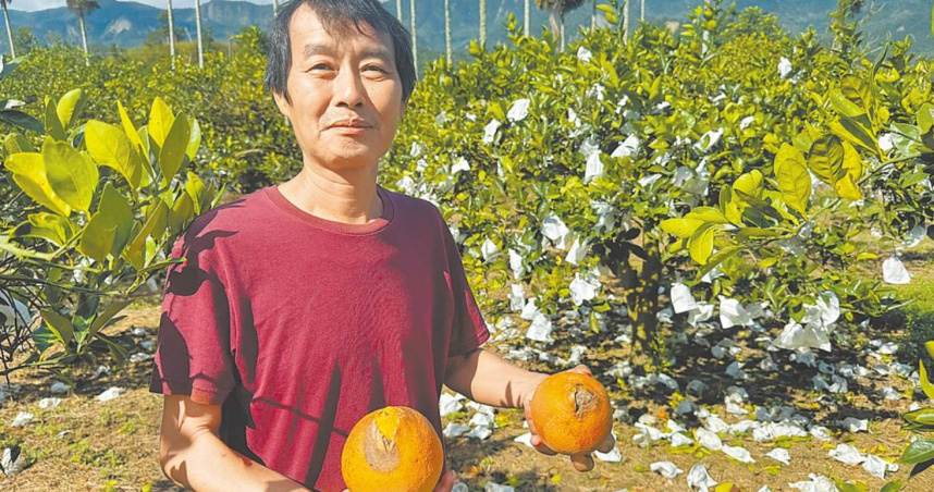 台東是臍橙主要產地，受到今年颱風連襲影響，東河鄉湯姓果農表示，落果滿地。（圖／中時記者蔡旻妤攝）