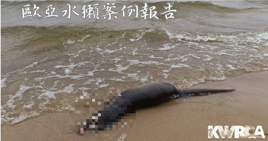 金門太湖發現一隻高齡歐亞水獺死亡，研判可能與老化及傷口感染等因素有關。（圖／翻攝自臉書，金門縣野生動物救援暨保育協會）