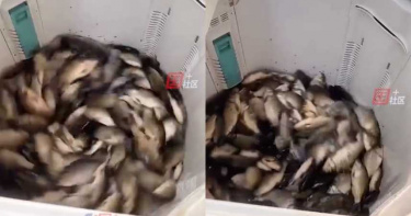 10斤鮮魚丟洗衣機!狂轉6分鐘拿出「變化超驚人」 老闆曝神奇功效