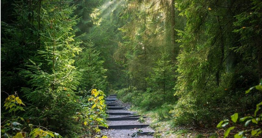 法國一名23歲的男子歐文（Owen L.）因為打電玩不順，竟在樹林中殺害了一名11歲女學生露易絲（Louise Lasalle）。（示意圖／Pixabay）