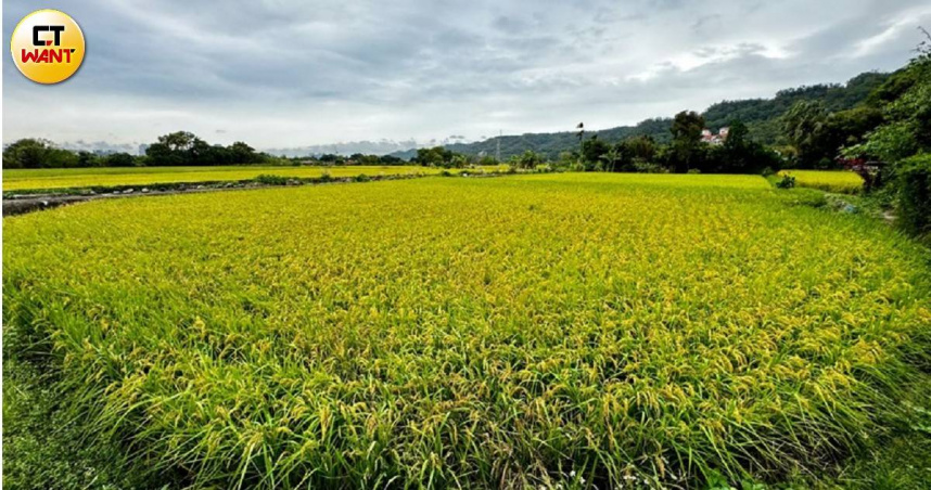 農業部針對台灣輸美農產品恐將因關稅萎縮提出配套措施。圖非當事農作。（示意圖／方萬民攝）