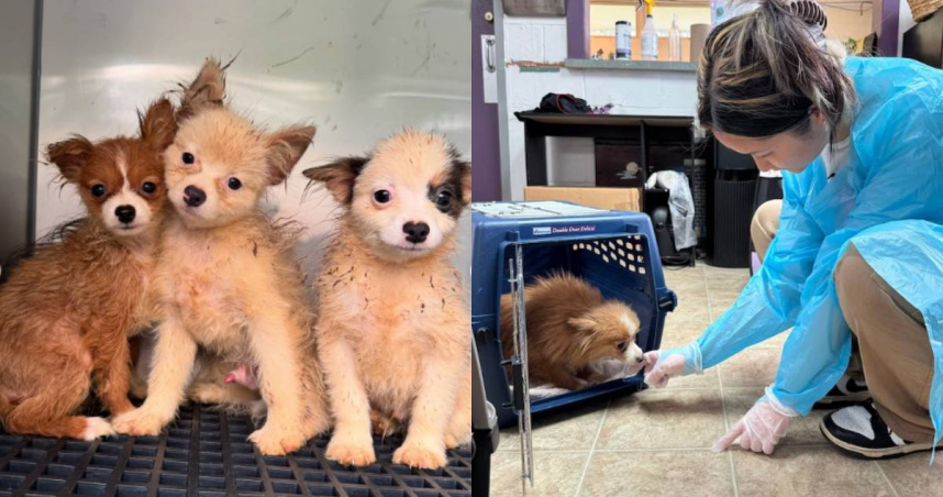 有上百隻小狗被關押在一處髒亂民宅。（圖／翻攝自Instagram／spcaofwakecounty）