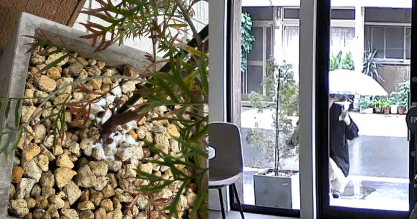 餐廳外的盆栽疑似遭到惡意撒鹽。（圖／翻攝自X／@giii1210）