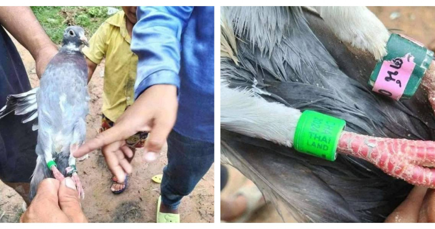 柬方對賽鴿展開軍情聯想，泰國網友則一笑置之，雙方觀點差異引發社群論戰。（圖／翻攝自臉書，下同）