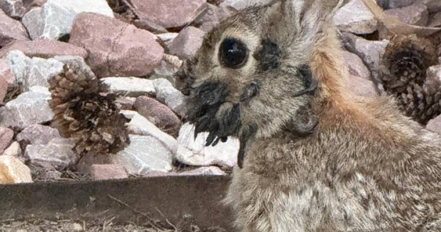 科羅拉多州多地近日出現感染『Shope乳突病毒』的兔子，臉部長出角狀或刺狀疣，引發網路熱議。（圖／翻攝自X，@KFYRTV）