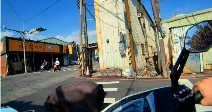 桃園區一頭200斤重黑毛豬從電宰場逃逸在馬路逛街，警員與民眾合力將其趕回廠內。（圖／翻攝畫面）