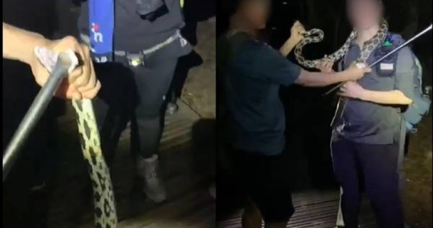 有山友日前夜爬柴山巧遇黑眉錦蛇，竟將錦蛇拉長，更持登山杖捅入其嘴部。(圖／翻攝自爆料公社)