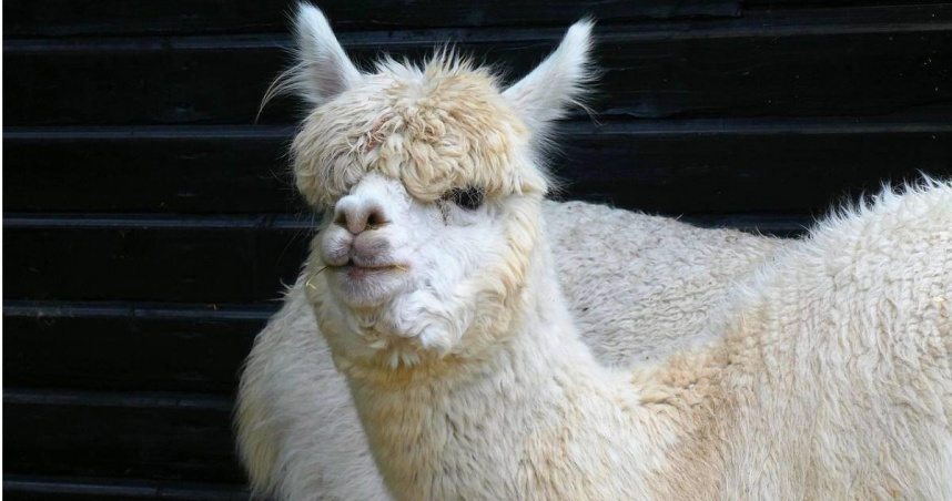 羊駝。（示意圖非當事動物／Pixabay）