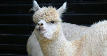 羊駝。（示意圖非當事動物／Pixabay）