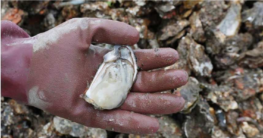 日本牡蠣大量死亡。（圖／達志／美聯社）
