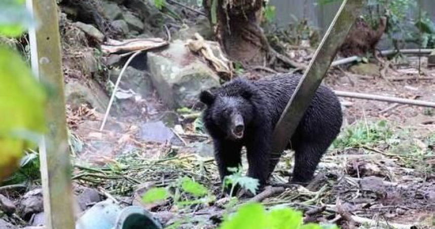 台灣黑熊在阿里山部落趴趴走，被安全套索捕獲野放。（圖／嘉義林業分署提供）