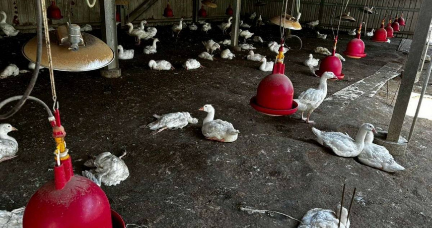 雲林縣水林鄉一處養鵝場確診H5N1亞型高病原性禽流感，防疫人員依規定撲殺場內鵝隻並進行清場消毒。（圖／雲林縣府提供）