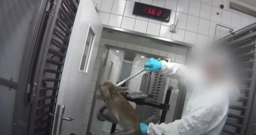 鐵鉗夾住猴子喉嚨、小狗躺在血液糞尿裡! 德國恐怖動物實驗室宛如「受刑場」