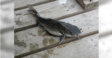男養鯰魚忘餵食 11個月後驚見瘦成「蝌蚪」