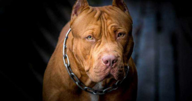 3歲童自家玩耍!遭鬥牛犬「拖屋外狠咬」慘死 全程沒呼救…心碎原因曝光