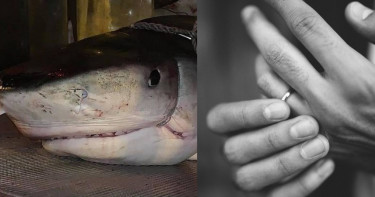 丈夫海邊游泳離奇失蹤 剖鯊魚肚驚見「戴婚戒斷掌」