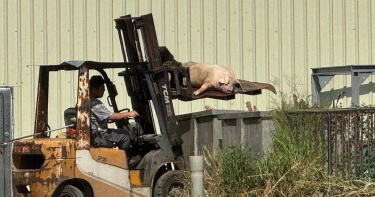 新竹肉品市場員工將斃死豬放到貯存桶內，縣議員蔡蕥鍹指民眾行經該內品市場路段時，聞到惡臭會嘔吐。（圖／蔡蕥鍹團隊提供）