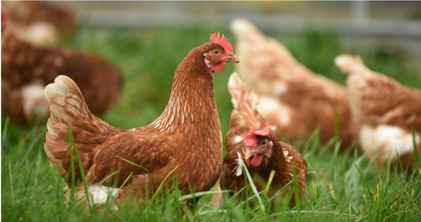 有網友發現人道飼養所生產的雞蛋不一定比較高價。（示意圖／unsplash）