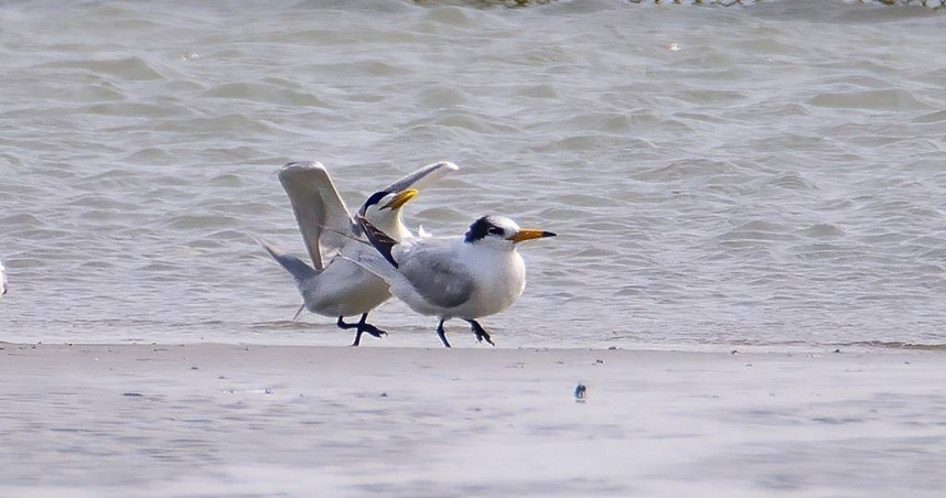 全球僅221隻的黑嘴端鳳頭燕鷗（右）又被稱為神話之鳥，常伴隨鳳頭燕鷗（左）出現，已連續6年現蹤台南市急水溪口，16日又被鳥友拍到蹤跡。（圖／鳥友胡嘉哲提供）