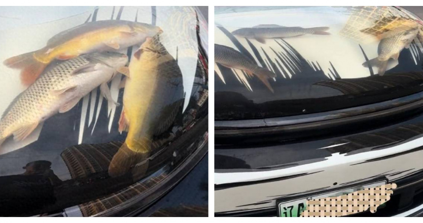 中國遼寧一名男子竟在汽車引擎蓋下方蓄水養魚，水中魚群清晰可見，引發網友熱議。（圖／翻攝自微博）
