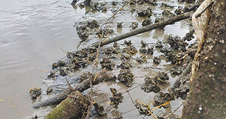 彰化縣受連日豪大雨侵襲影響，縣府農業處已接獲福興鄉有1公頃「蚵棚」慘遭流失毀損，有蚵農反映牡蠣「變小了」。（圖／彰化縣政府提供／中國時報葉靜美彰化傳真）