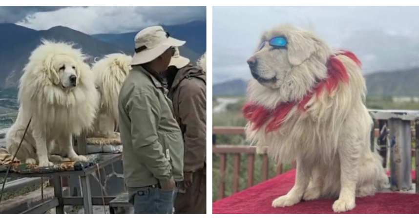 拉布拉多犬以毛絨飾品偽裝「藏獒」，遊客發現異狀後拍攝影片揭發真相。（圖／翻攝自微博）