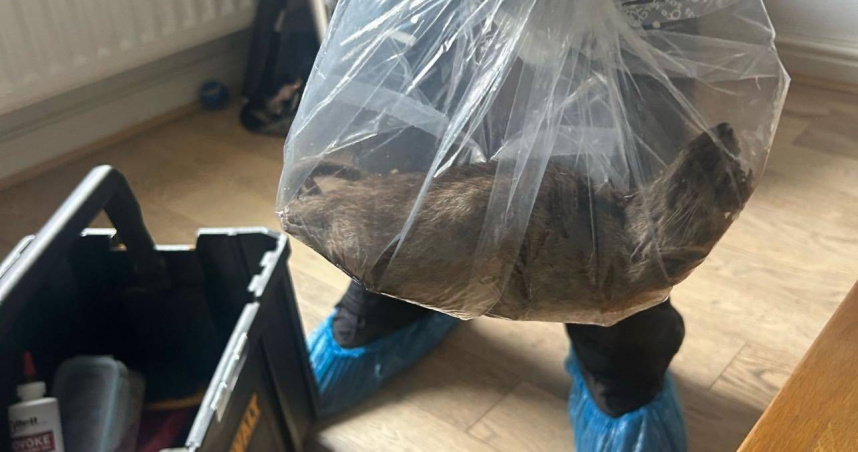 提賽德一戶民宅驚現體長22吋巨鼠，大小如同一隻小型貓，引發社區恐慌。（圖／翻攝自臉書）