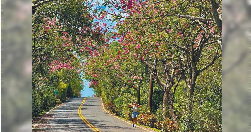 正值美人樹綻放時期，新北市景觀處推薦淡水奎柔山路（圖）及三峽安溪翠堤，是秋季必賞「美人」的私房景點。（圖／新北市景觀處提供／中國時報柯毓庭新北傳真）
