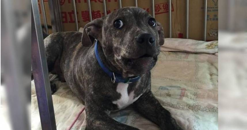 新竹縣日前發生比特犬咬傷他人愛犬的事情。（圖／新竹縣政府提供）