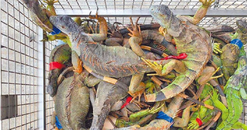外來物種綠鬣蜥入侵問題嚴重，嚴重影響生態。（圖／報系資料照）