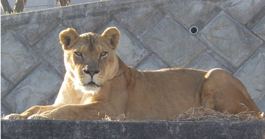 多摩動物園死亡母獅中的15歲「露安娜」（ルエナ）。（圖／翻攝多摩動物園官網）