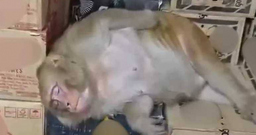 印度一隻猴子闖進酒類專賣店，狂飲半瓶伏特加後開始呼呼大睡。（圖／翻攝X）