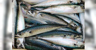 男海釣遭「18公斤巨魚」撞死 親友目睹全程嚇呆